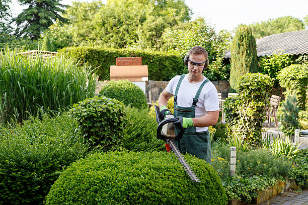 How Our Tree Care Process Works  in  St Regis Park, KY